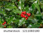 Ilex Aquifolium Or Christmas...