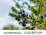 Small photo of Myrtus communis ( common myrtle ) tree with green leaves and blue black berries