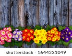 Colorful primula flowers on wooden background, greeting easter card, text place. Spring Easter backdrop with primula primrose bloom. Primula vulgaris blossom border frame background, copy space. 