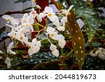 Angel Wing Begonia Plant With...
