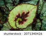 Spiral Leaf Of Begonia Plant ...