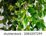 Small photo of Epipremnum aureum green yellow leaves. Evergreen houseplant golden pothos. Ceylon creeper, hunter's robe, ivy arum, money plan. Silver vine, Solomon Islands ivy, marble queen, devil's vine Foliage.