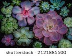 Small photo of Echeveria Succulent plants on black sand background, top view, closeup. Green purple echeveria succulents on Potting basalt soil. Trendy Indoor Plant Gritty Rocks. Fairy Gardening print