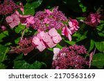 Pink Hydrangea lace cap Twist-n-Shoun Blooms, closeup. Endless Summer red French Bolero  Hydrangea flowers in garden