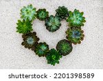 Small photo of Echeveria Succulent plants in heart form on white stone, top view, close up. Colorful echeveria succulents Floral print background. Valentine Day card. Mother Day print. Succulent heart
