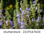 Rosemary Blossoming Bush in garden. Rosmarinus officinalis Lamiaceae var. Severn Sea. Blue flowering Rosemary Kitchen Herbs plant, close up.