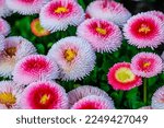 Pink Bellis Daisy Flowers In...