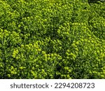 Small photo of Huge bushes of Euphorbia cyparissias green flowers ( cypress spurge ) in alpine garden. Ornamental decorative garden plants.