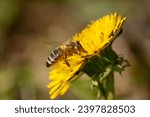 Dandelion in summer with a bee