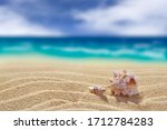 Two shells on a background of yellow clean sand. Close-up. Back blurred background of cloudy sky and sea. Free space for your text or image. A high resolution.