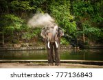 Small photo of Beautiful Image. Elephant portrait. Elephant with open mouth and disgorge soil on nature green background in National park of Thailand.