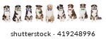 nine australian shepherd dogs... | Shutterstock . vector #419248996