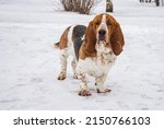 Small photo of basset hound on a walk. basset hound on a walk in winter. basset hound close-up. a basset hound puppy.
