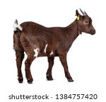 Cute Dark Brown Pygmy Goat ...