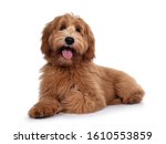 Adorable red / abricot Labradoodle dog puppy, laying down side ways, looking towards camera with shiny dark eyes. Isolated on white background. Mouth open showing pink tongue.