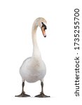 Small photo of Beautiful male white Mute swan, standing facing front. Looking to camera. Head in curve. Isolated on white background.