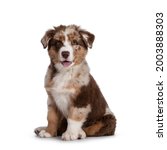 Cute Red Merle White With Tan...