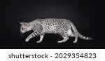 Excellent Egyptian Mau Cat ...