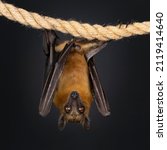 Small photo of Young adult flying fox, fruit bat aka Megabat or chiroptera, hanging on sisal rope facing front side. Looking straight to camera. Isolated on black background.
