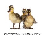 Row Of 3 Wild Duck Ducklings...
