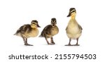 Row Of 3 Wild Duck Ducklings...