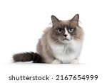 Small photo of Beautiful adult mink Ragdoll cat, laying doen facing front. Looking straight in lense with mesmerising aqua greenish eyes. Isolated on a white background.