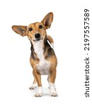 Small photo of Cute mixed stray dog with big ears, standing facing front. Looking towards camera. Isolated on white background.
