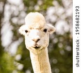 Funny Alpaca Llama On Blurred...