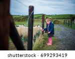 A Young Girl Feeds The Sheep On ...