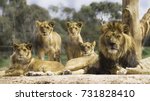 Family Of Lions Resting In The...