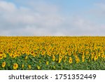 Sunflower Field With Blue Sky....