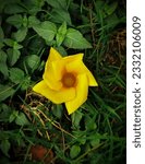 Small photo of A yellow flower with green brassy background