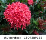 Red Flower Tubes image - Free stock photo - Public Domain photo - CC0 ...