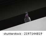 Small photo of Racing Pigeon (Columba livia domestica) Adult,stray ,perched on fence.The rock dove, rock pigeon, or common pigeon is a member of the bird family Columbidae.In common usage, this bird is often simply.
