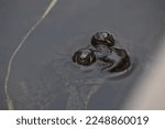 Frog Floating In The Water In...
