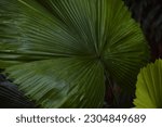Small photo of Palas Payung, Vanuatu fan palm, Ruffled fan palm,Close-up texture green leaf of Vanuatu Fan Palm, Ruffled Fan Palm,Palas Palm,Palas Payung (Licuala grandis),Close-up texture green leaf,selective focus