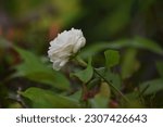 ์ืNature background,White jasmine petals overlapping,Thai jasmine,White double petal jasmine petals,macro style, blurred green leaf background,It symbolizes Mother's Day with its pure white color.