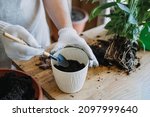 Small photo of Spring Houseplant Care, repotting houseplants. Waking Up Indoor Plants for Spring. Woman is transplanting plant into new pot at home. Gardener transplant plant Spathiphyllum. Selective focus