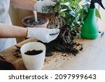 Spring Houseplant Care, repotting houseplants. Waking Up Indoor Plants for Spring. Woman is transplanting plant into new pot at home. Gardener transplant plant Spathiphyllum. Selective focus