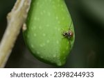 Small photo of An olive fruit fly(Bactrocera oleae)on a green olive fruit.The female fly prepares to sting the berry.Its hatching larvae cause significant economic damage in the olive orchards.Biological invasion.
