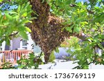 Small photo of Swarm of Honey Bees, a eusocial flying insect within the genus Apis mellifera of the bee clade. Swarming Carniolan Italian honeybee on a plum tree branch in early spring in Utah. Formation of a new co
