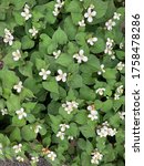 Small photo of Green heart shaped leaf and white flowers of Houttuynia cordata or also known as fish mint, fish leaf, rainbow plant, chameleon plant, heart leaf, fish wort, Chinese lizard tail, or bishop's weed
