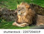 Small photo of Katanga Lion or Southwest African Lion, panthera leo bleyenberghi. Head Close Up. Natural Habitat. Big lion with dark mane in the green grass in the savanna.Portrait of an african lion in the green.