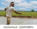 Small photo of indian, farmer, sowing, paddy seeds, spreading, plowed dirt, mud, farm worker, crop seeds, bucket
