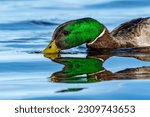 A drake mallard duck, Anas platyrhynchos, feeds in the waters of Lake Michigan at Grand Haven