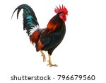 Rooster Bantam Crows Isolate On ...