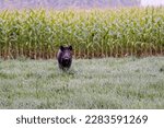 wild boar near corn field