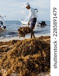 Small photo of latin man cleaning a Caribbean beach in Mexico of sargasso and trash with a rake in mexican Playa del Carmen, Latin America