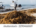 Small photo of latin man cleaning sargasso and trash with rake with text in his tshirt "beach cleaning" in mexican Caribbean beach, Mexico Playa del Carmen, Latin America
