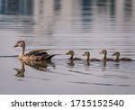 Grey Teal Duck Family With A...